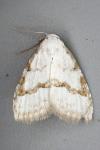Nola aerugula