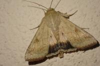 Helicoverpa armigera
