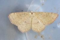 Cyclophora