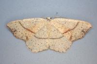 Cyclophora punctaria