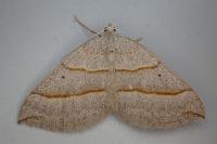 Scotopteryx luridata