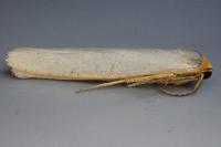 Eilema caniola