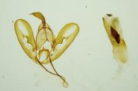 Eilema caniola