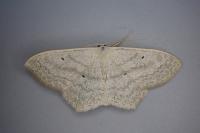 Scopula nigropunctata
