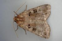 Xestia stigmatica