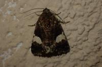 Tyta luctuosa