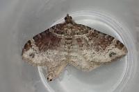 Xanthorhoe ferrugata