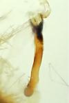 Xanthorhoe ferrugata