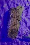 Spodoptera exigua
