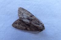 Apamea monoglypha monoglypha