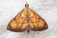 Ecpyrrhorrhoe rubiginalis