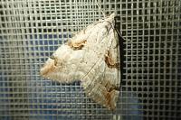 Aplocera praeformata