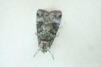Anaplectoides prasinus