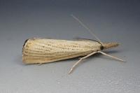 Agriphila straminella
