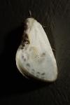 Cilix glaucata/hispanica