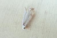 Catoptria falsella