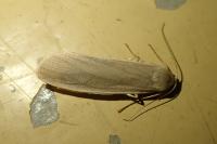 Collita griseola