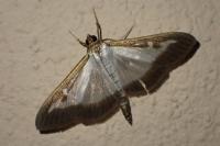 Cydalima perspectalis