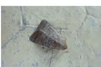 Hoplodrina ambigua/blanda