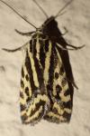 Emmelia trabealis