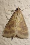 Ostrinia nubilalis