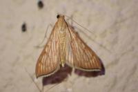 Antigastra catalaunalis