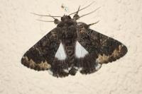 Catephia alchymista