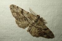 Peribatodes secundaria secundaria