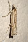 Ancylolomia tentaculella