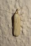 Ematheudes punctella