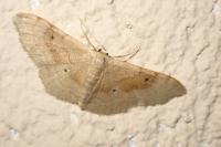 Idaea degeneraria