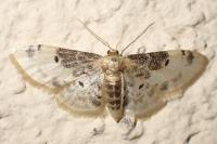 Idaea filicata