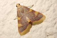 Hypsopygia costalis