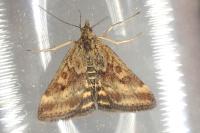 Pyrausta despicata