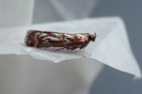 Acrobasis porphyrella