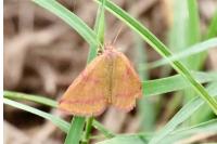 Lythria cruentaria