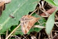 Pyrausta despicata