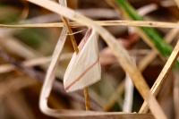 Rhodometra sacraria