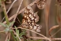 Chiasmia clathrata