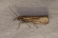 Hypochalcia ahenella