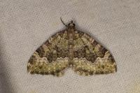 Colostygia olivata