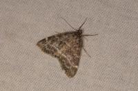 Evergestis sophialis
