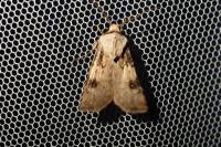 Agrotis puta
