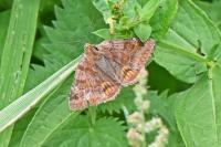 Euclidia glyphica