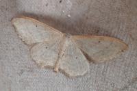 Idaea straminata