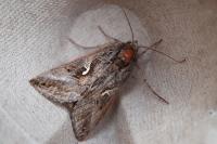 Autographa gamma