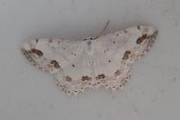 Scopula ornata