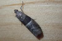 Elegia atrifasciella