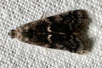 Apomyelois bistriatella