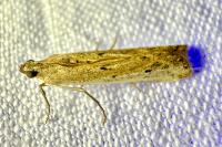 Phycitodes